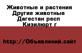 Животные и растения Другие животные. Дагестан респ.,Кизилюрт г.